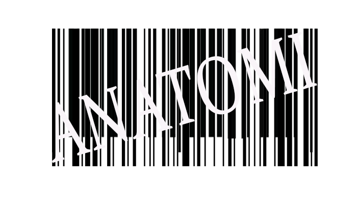 Anatomi Barcode